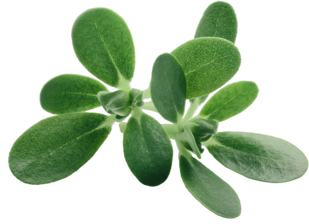 small sprig of green purslane